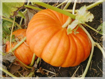 Pumpkin helps treat diabetes