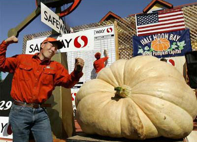 Pumpkin weighs 686 kg