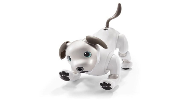 Puppy dog for pet lovers