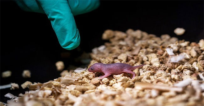 Pups born from two gay mice