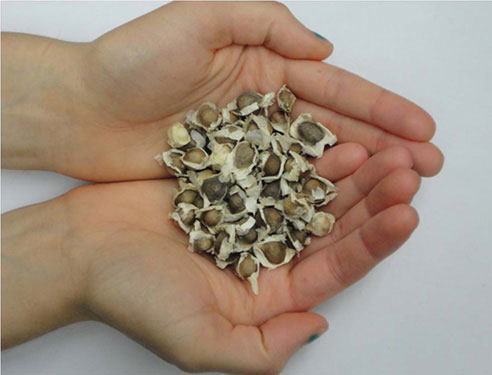 Purify the water with a dense stalk