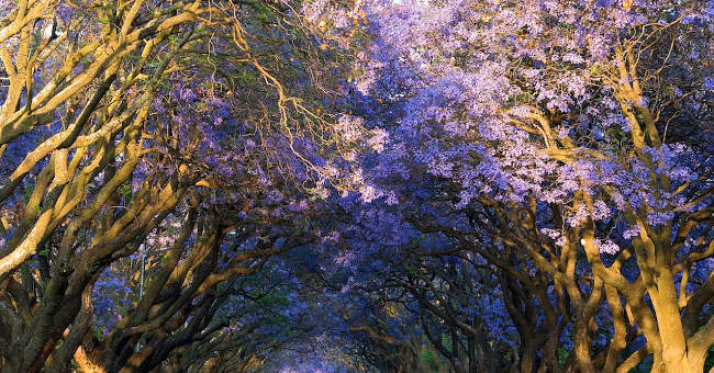 Purple phoenix paradise in the heart of South Africa