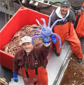 Purple purple king crab in America