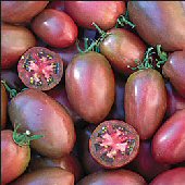 Purple tomatoes coming soon