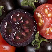 Purple tomatoes were born