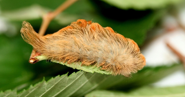 Puss caterpillar: The