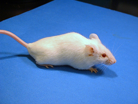 Put human speech into mice