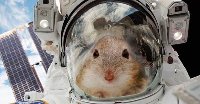 Put your mouse on the universe to help us learn about how to survive on Mars