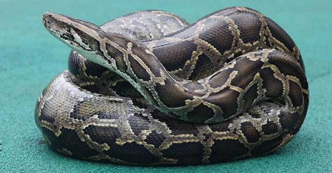 Python 4.2 m long lurking in fruit orchards in China