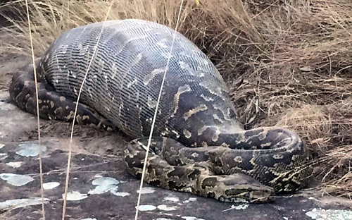 Python died of swallowing porcupines