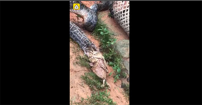 Python pay 5 chickens to escape