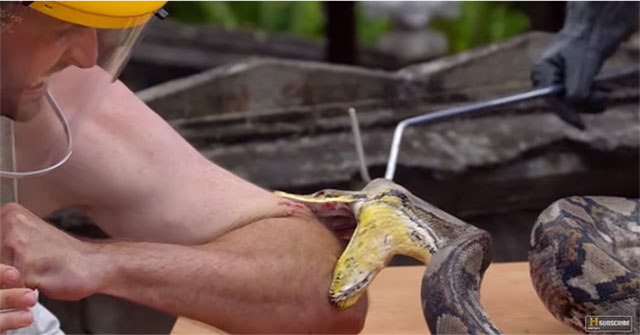 Pythons biting their mouths