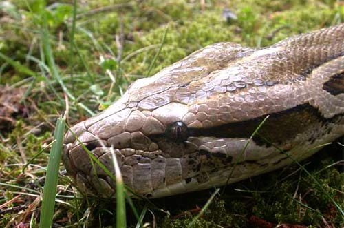 Pythons digest even prey bones