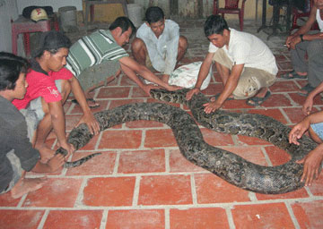 Pythons near 100kg in Soc Trang are python land