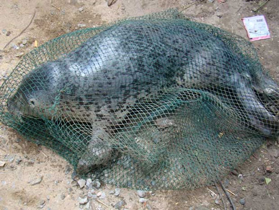 Quang Binh people caught seals