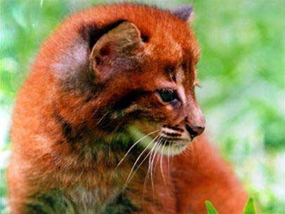 Quang Binh: Rescue a poached fire leopard