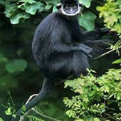 Quang Binh rescue rare langurs