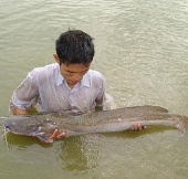 Quang Binh: Successful farming of lentils in land ponds