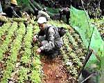 Quang Binh: Successful propagation of rare and precious Hue trees