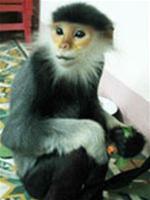 Quang Nam: Discovered, rescued a rare brown-shanked douc langur