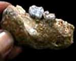 Quang Nam found 'fossil tree'