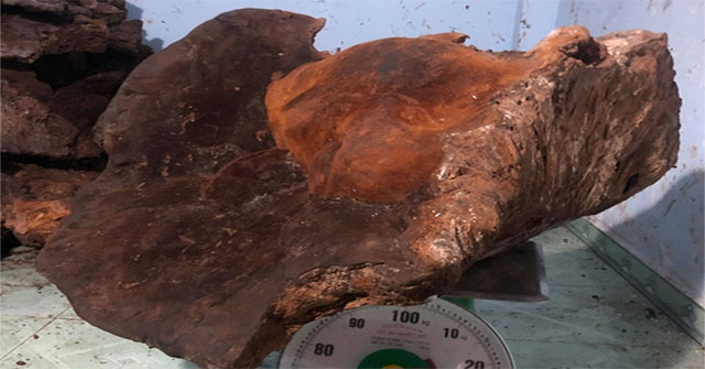 Quang Nam people discovered 'terrible' sausage mushrooms weighing nearly 70kg