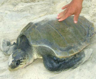 Quang Tri: Release rare and precious turtles to the ocean