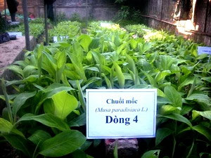 Quang Tri restores banana varieties with high export value