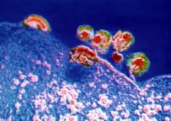 Quantitative reagents for HIV