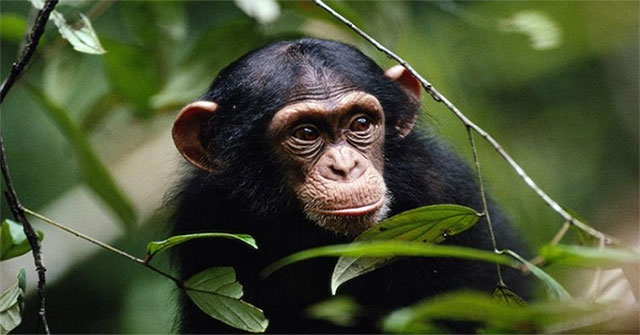 Quarantined animals with infectious diseases