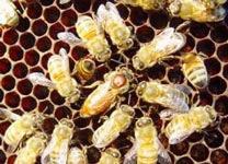 Queen bees are more promiscuous, herds are stronger