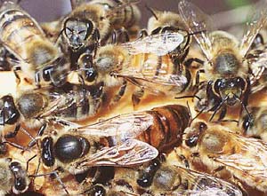 Queen bees promiscuous for descendants