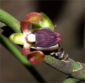Queen of orchids in black forest