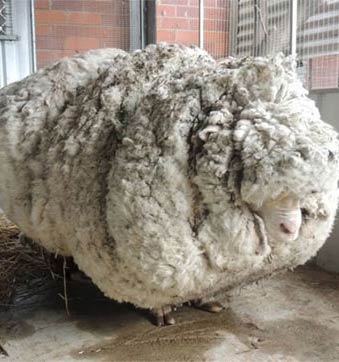 Quirky Guinness records of animals