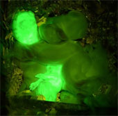 Rabbit glows green