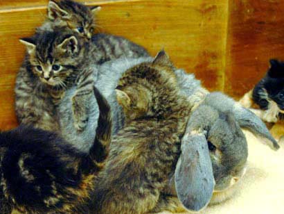 Rabbits carry kittens