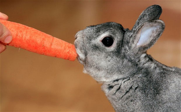 Rabbits do not like to eat carrots as people often think