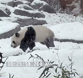 Raccoon 'crazy' when first seeing snow