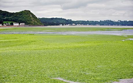 'Racing' turns algae into automobile fuels