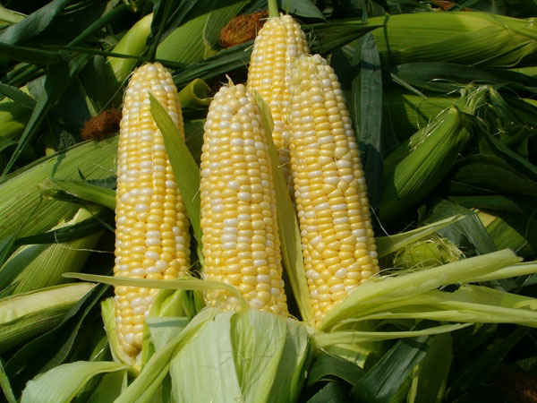 Radiation reduction with corn cobs