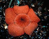 Rafflesia arnoldii - Rafflesia arnoldii