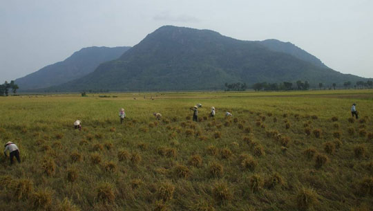 Rain 'golden' Christmas drought in Thanh Hoa