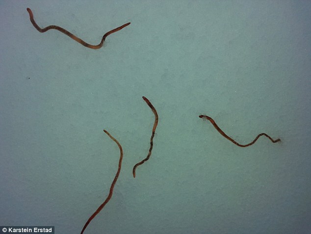 Rain worms in Norway