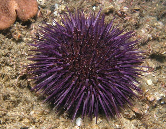 Raise the quality of concrete from the sea urchin backbone