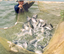 Raising copper perch in plastic-covered ponds