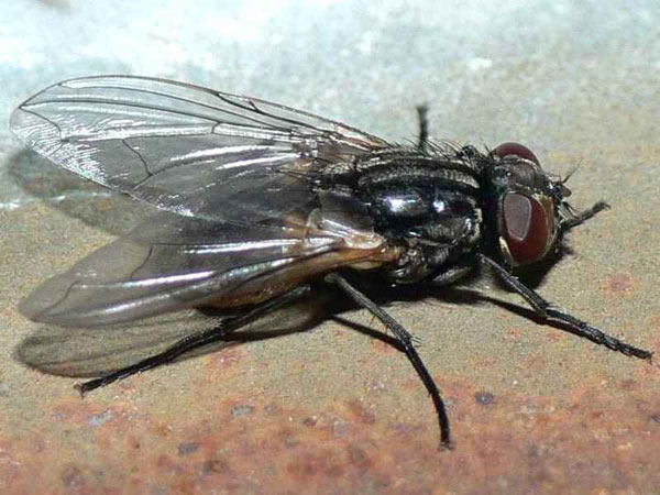 Raising flies for animal feed