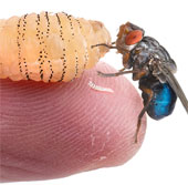 Raising maggots in the body for research