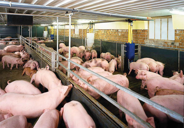 Raising pigs on padding - a way to protect the environment