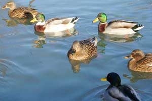 Raising super meat ducks for high interest