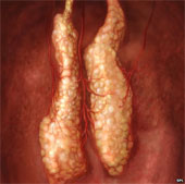 Raising the internal organs right in the living body of mice